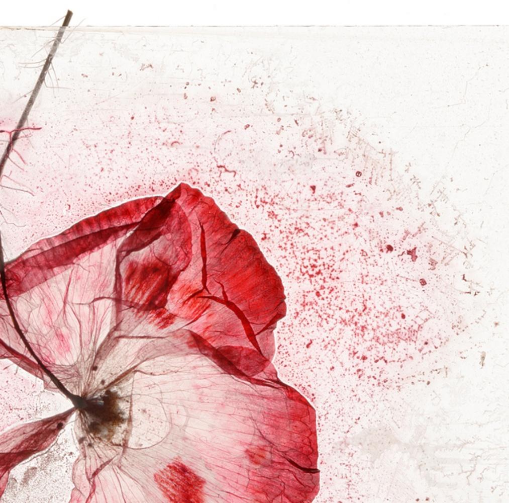 Le souvenir de notre douleur Brigitte Lustenberger, Fleur, Nature morte, Couleurs en vente 2