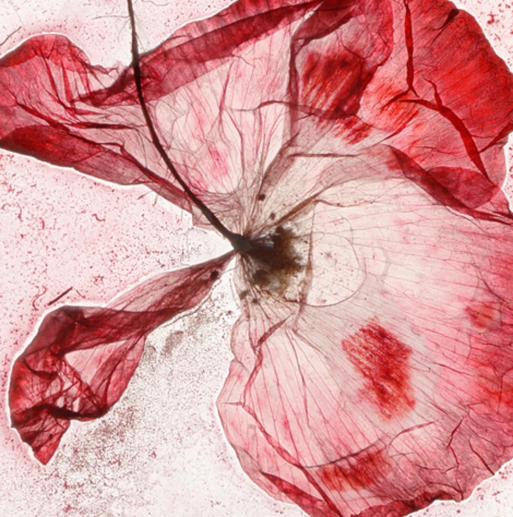 The memory of our pain – Brigitte Lustenberger, Flower, Still Life, Colors For Sale 3