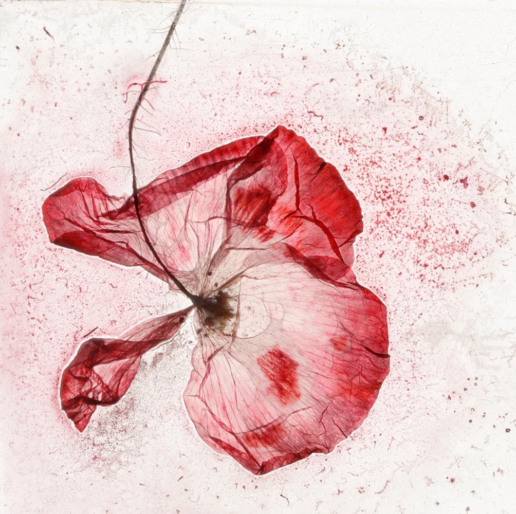 The memory of our pain – Brigitte Lustenberger, Flower, Still Life, Colors For Sale 4
