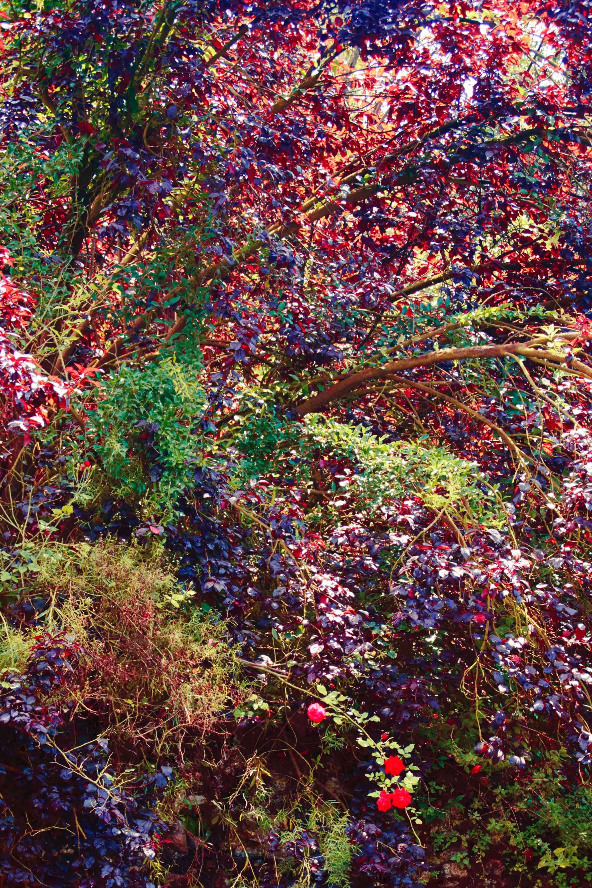 The Gardens of Ninfa, Old Future  – Erik Madigan Heck, Pool, Woman, Fashion, Art For Sale 1