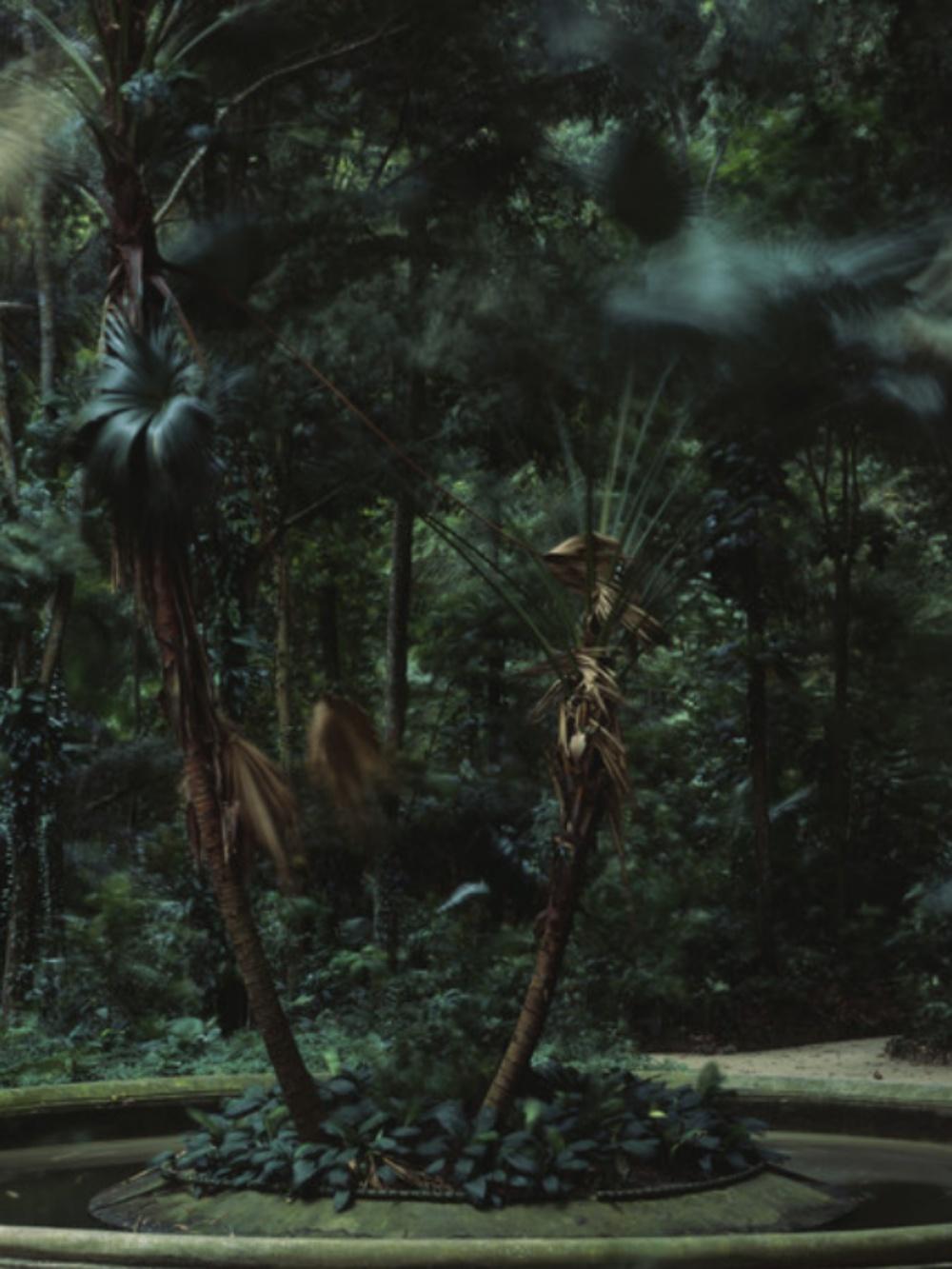 Caio Reisewitz – hausverlassung, Nature, Seasons, Landscape, Forest, Jungle 3
