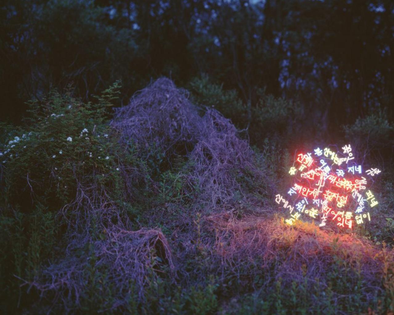 Sanyuhwa (The Poem Flowers on the Hills (Les fleurs du poème sur les collines de Kim Sowol) Jung Lee, Neon, Light en vente 2