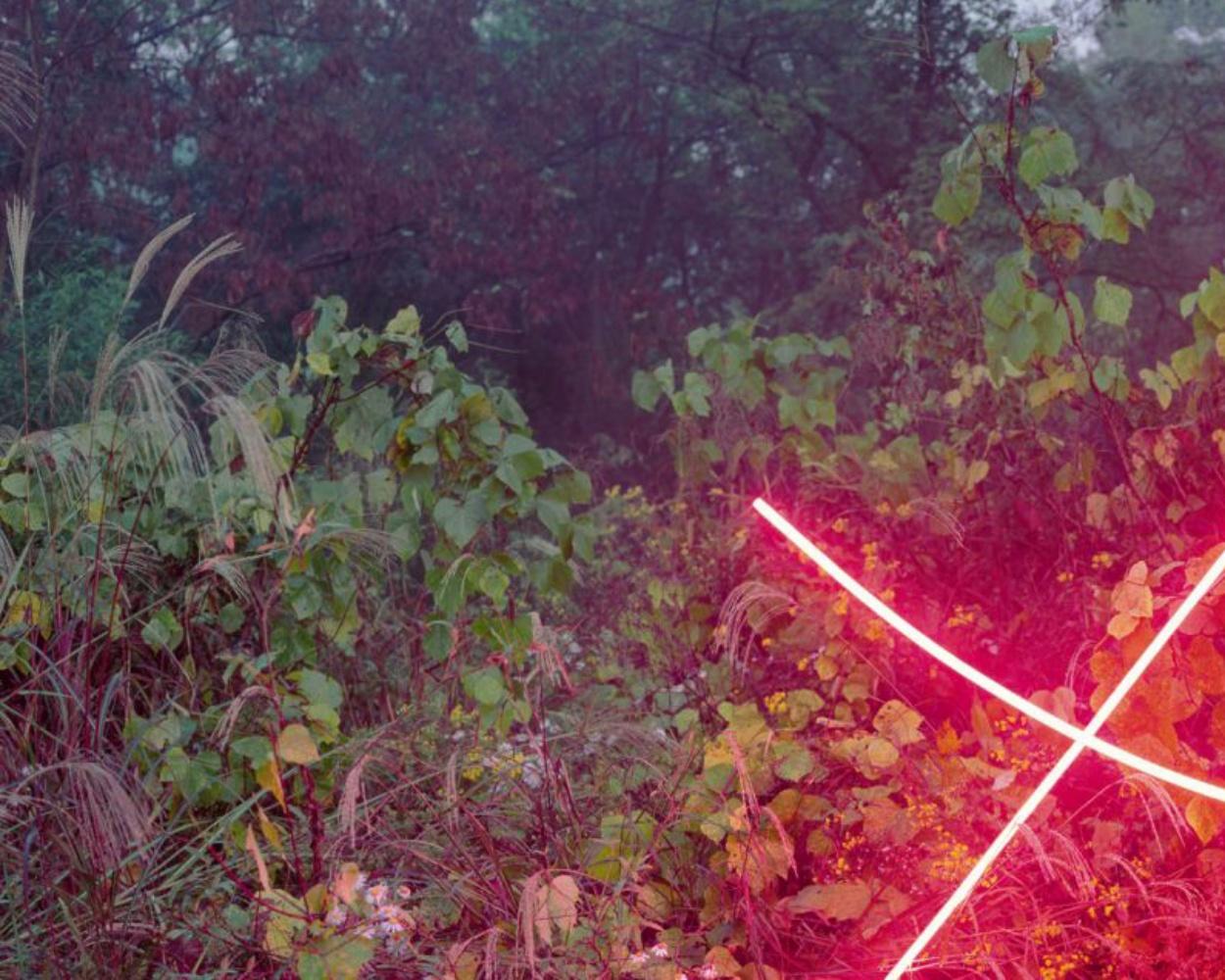 X Jung Lee, Neon, Licht, Installation, Symbol, Rot, Natur, Landschaft, Bäume im Angebot 2