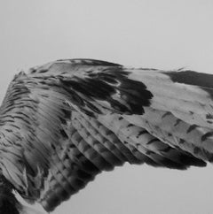 Aile - Balthasar Burkhard, Photographie en noir et blanc, Suisse, Oiseau, Aile