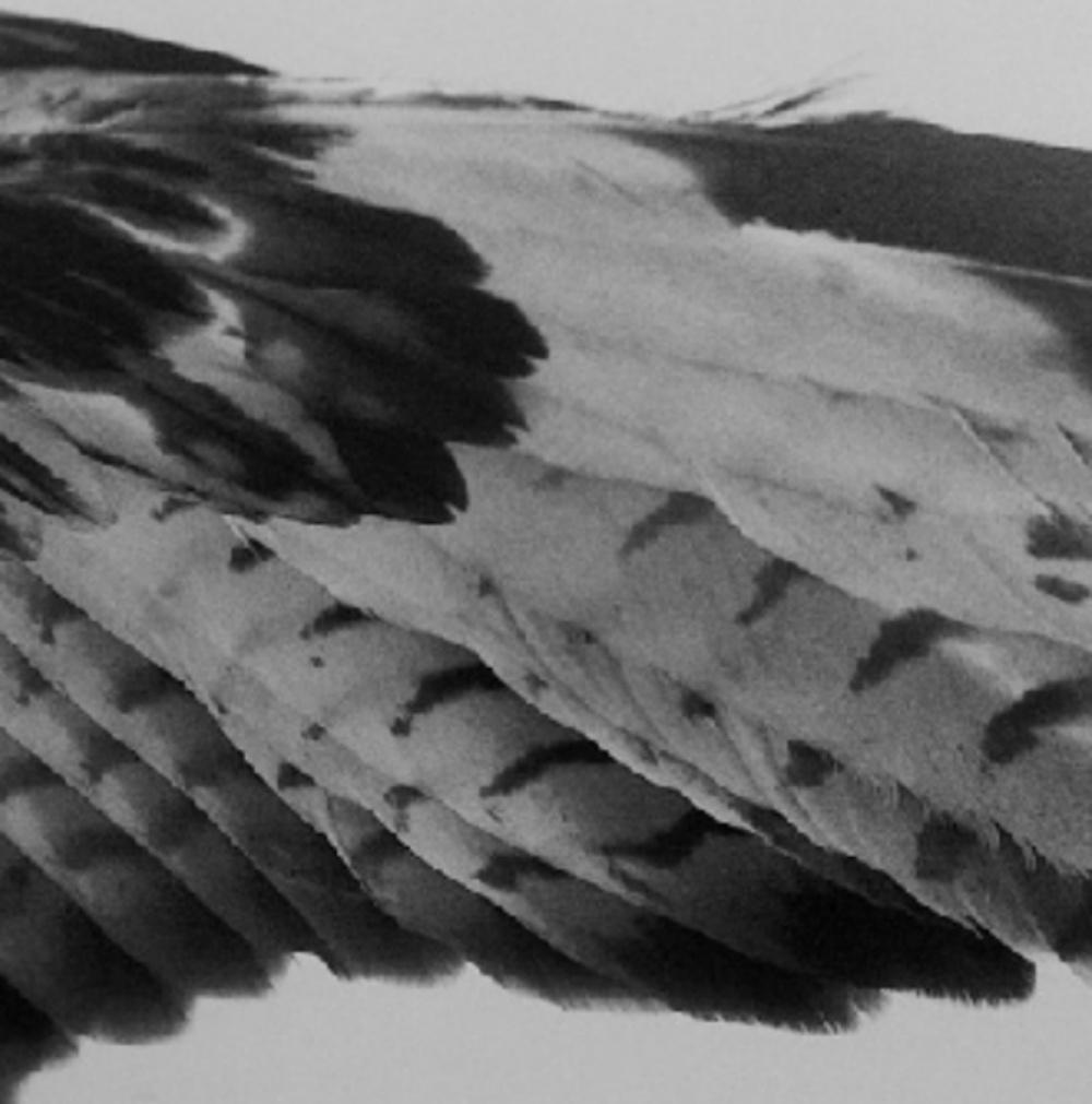 black and white bird switzerland
