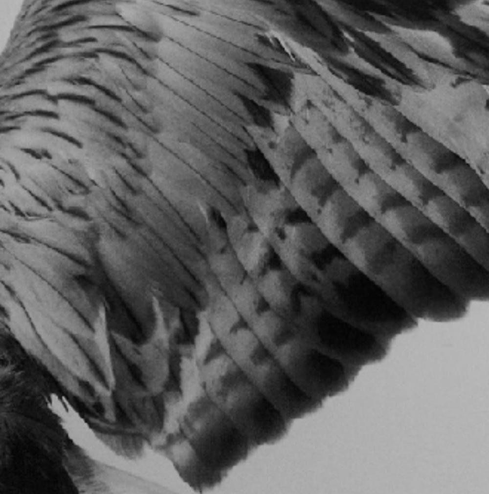 Aile – Balthasar Burkhard, Black and White Photography, Swiss, Bird, Wing For Sale 1