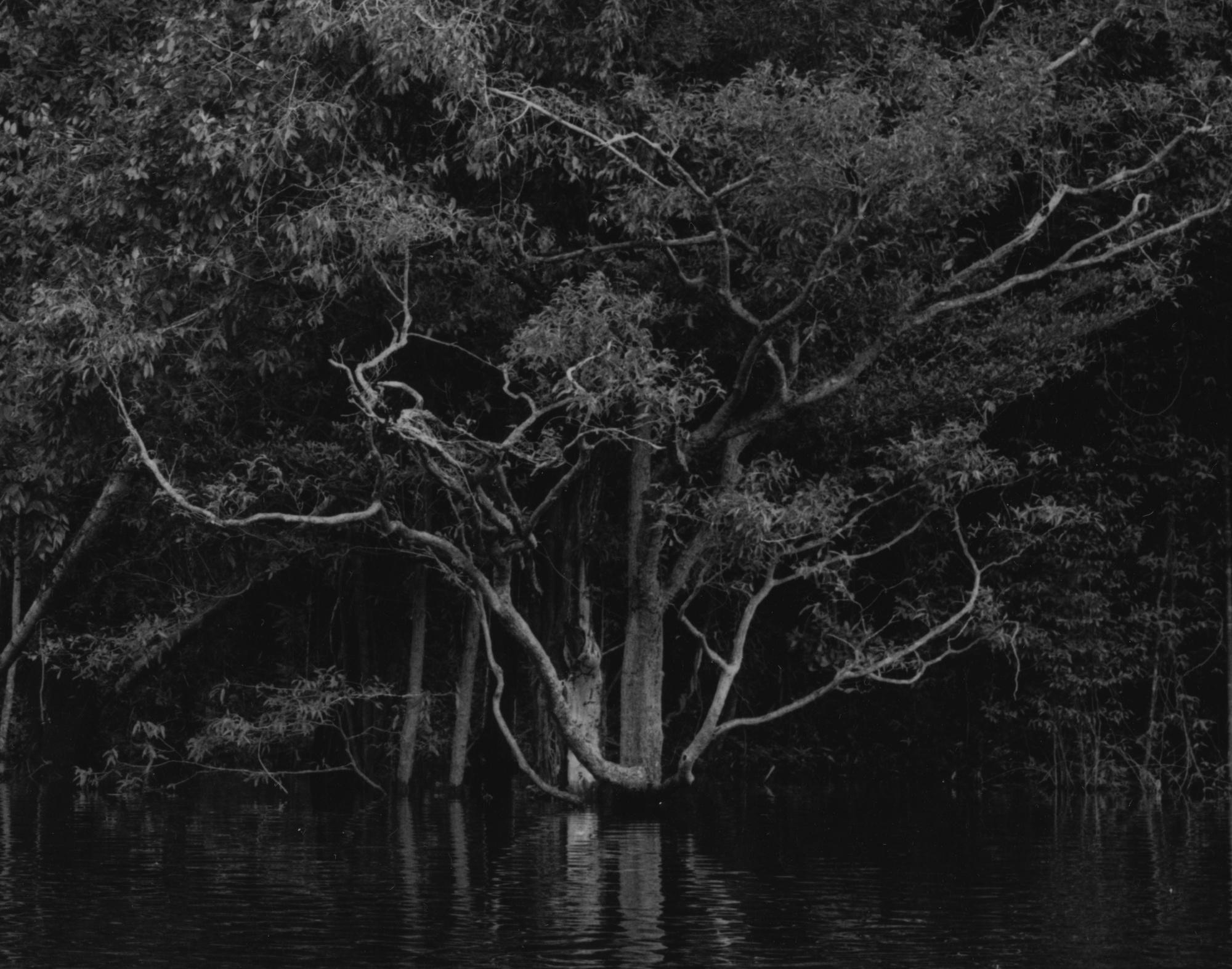 Rio Negro 14 Balthasar Burkhard, Schwarz-Weiß-Fotografie, Dschungel, Fluss – Photograph von Balthasar Burkhard 