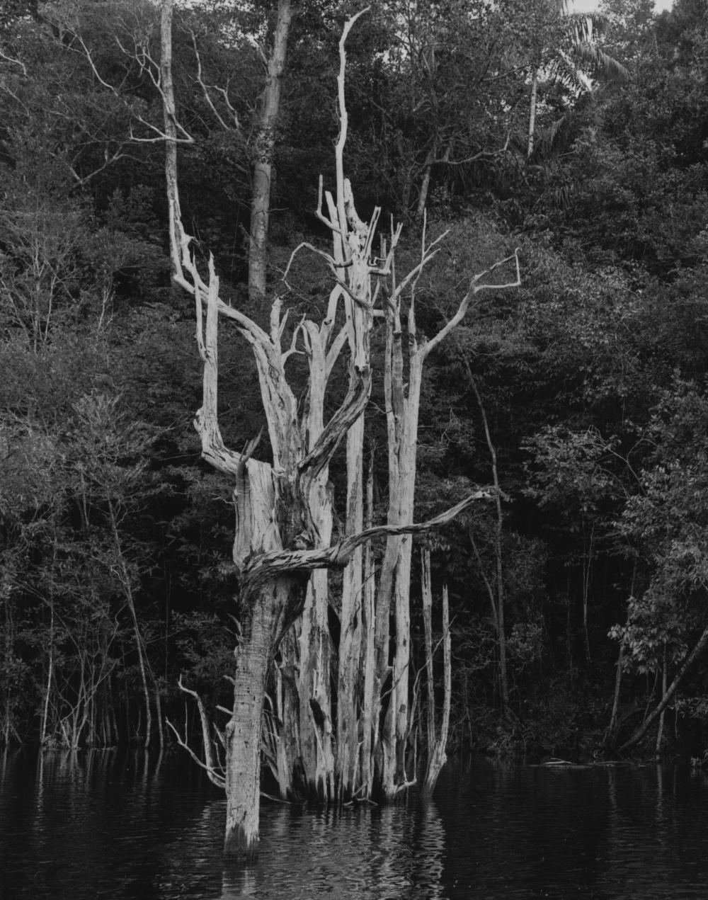 Rio Negro 14 Balthasar Burkhard, Schwarz-Weiß-Fotografie, Dschungel, Fluss im Angebot 1