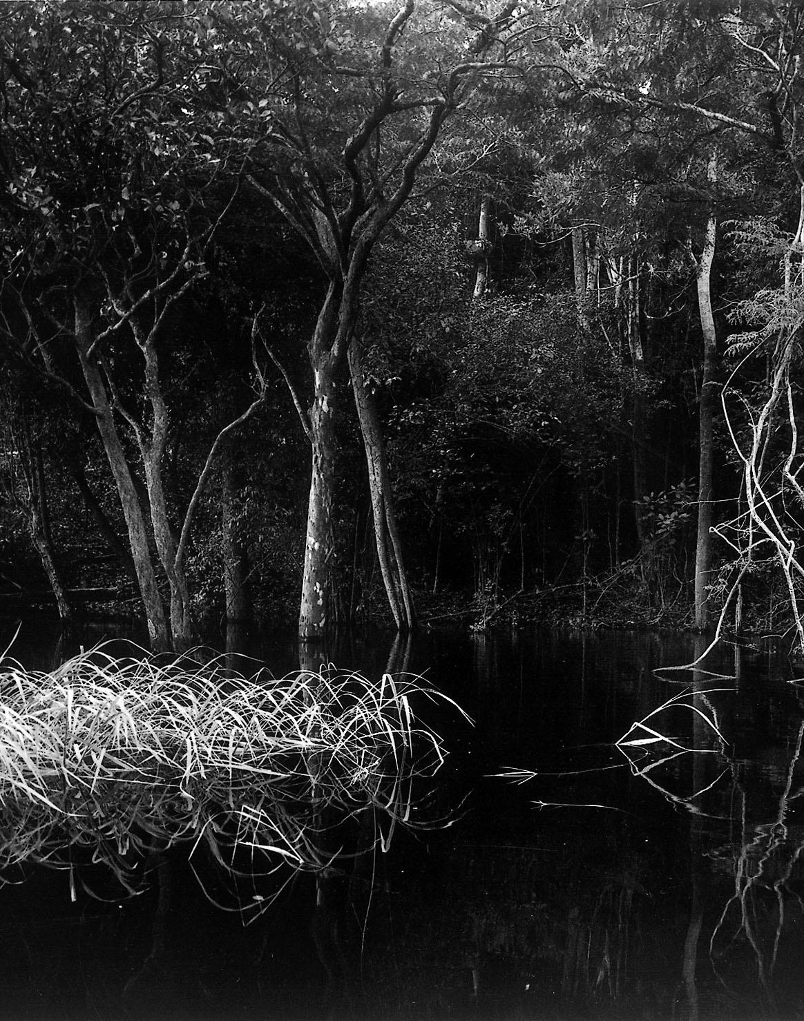 Rio Negro 02 Balthasar Burkhard, Schwarzweißfotografie, Dschungel, Fluss (Zeitgenössisch), Photograph, von Balthasar Burkhard 