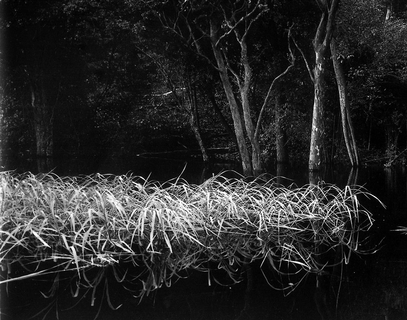 Rio Negro 02 Balthasar Burkhard, Schwarzweißfotografie, Dschungel, Fluss im Angebot 1