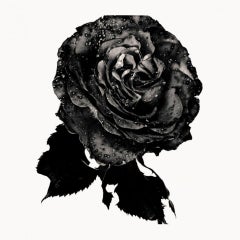 Nick Knight rose noire, Photographie, dos, rose, fleur, noir et blanc, art