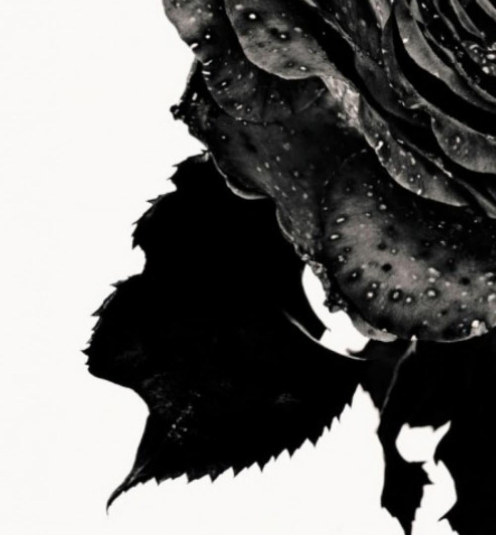 Nick Knight rose noire, Photographie, dos, rose, fleur, noir et blanc, art en vente 1