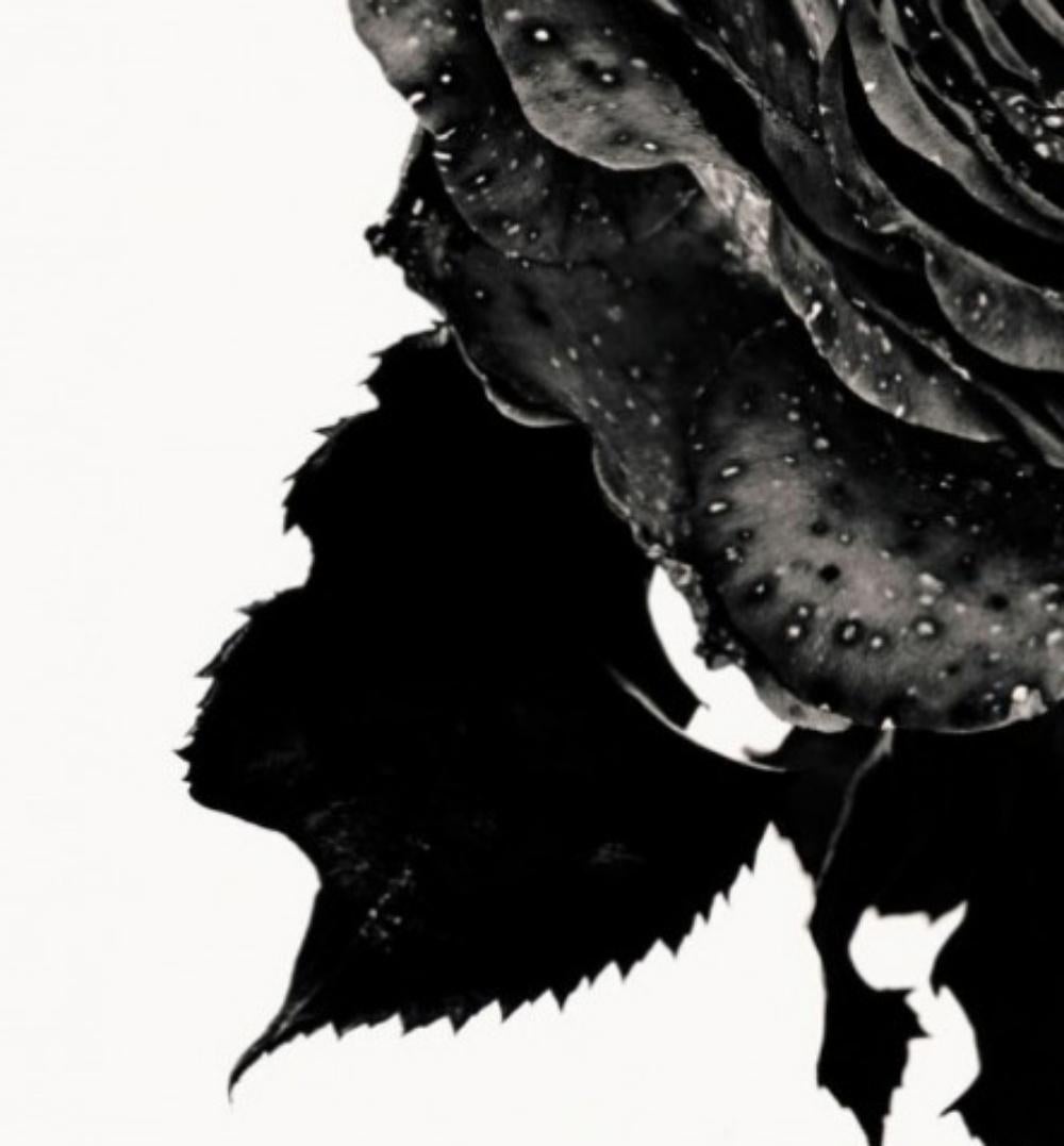 backrose