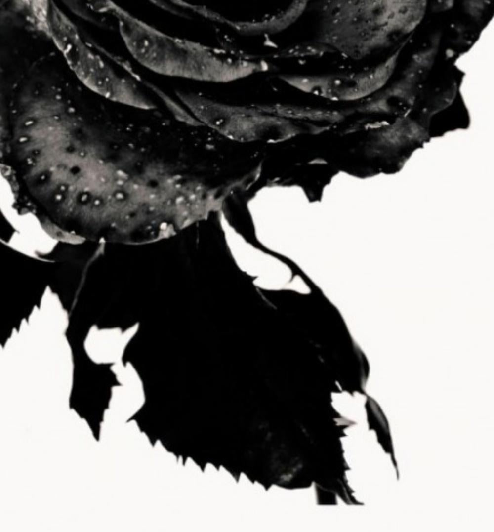 Nick Knight rose noire, Photographie, dos, rose, fleur, noir et blanc, art en vente 2