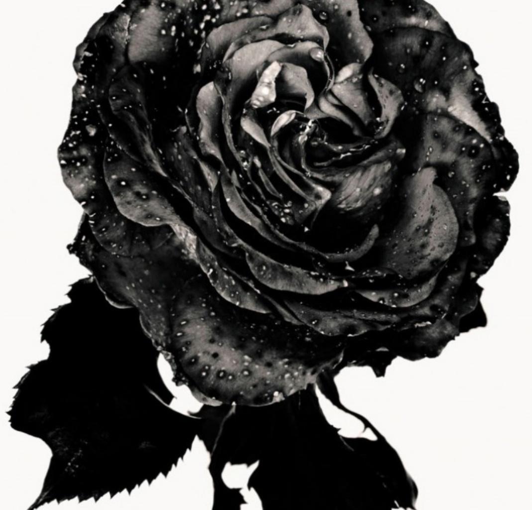 Nick Knight rose noire, Photographie, dos, rose, fleur, noir et blanc, art en vente 3