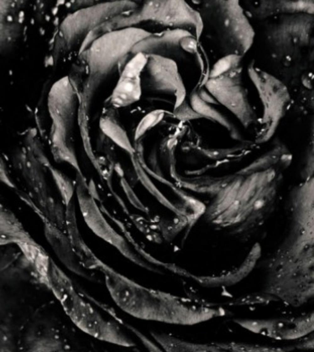 Nick Knight rose noire, Photographie, dos, rose, fleur, noir et blanc, art en vente 4