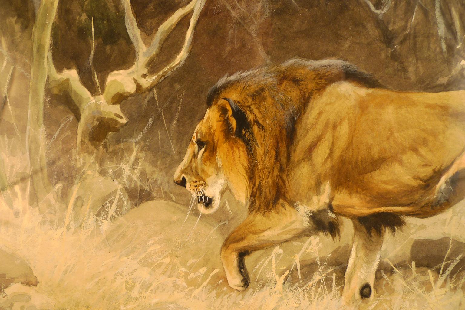 „Lion on the move“,  Aquarell des deutschen Malers Wilhelm Kuhnert aus dem 19. Jahrhundert im Angebot 2