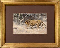 « Lion en mouvement »  Aquarelle du 19e siècle du peintre allemand Wilhelm Kuhnert