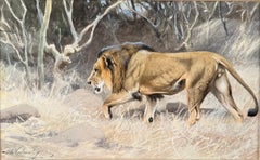 « Lion en mouvement »  Aquarelle du 19e siècle du peintre allemand Wilhelm Kuhnert