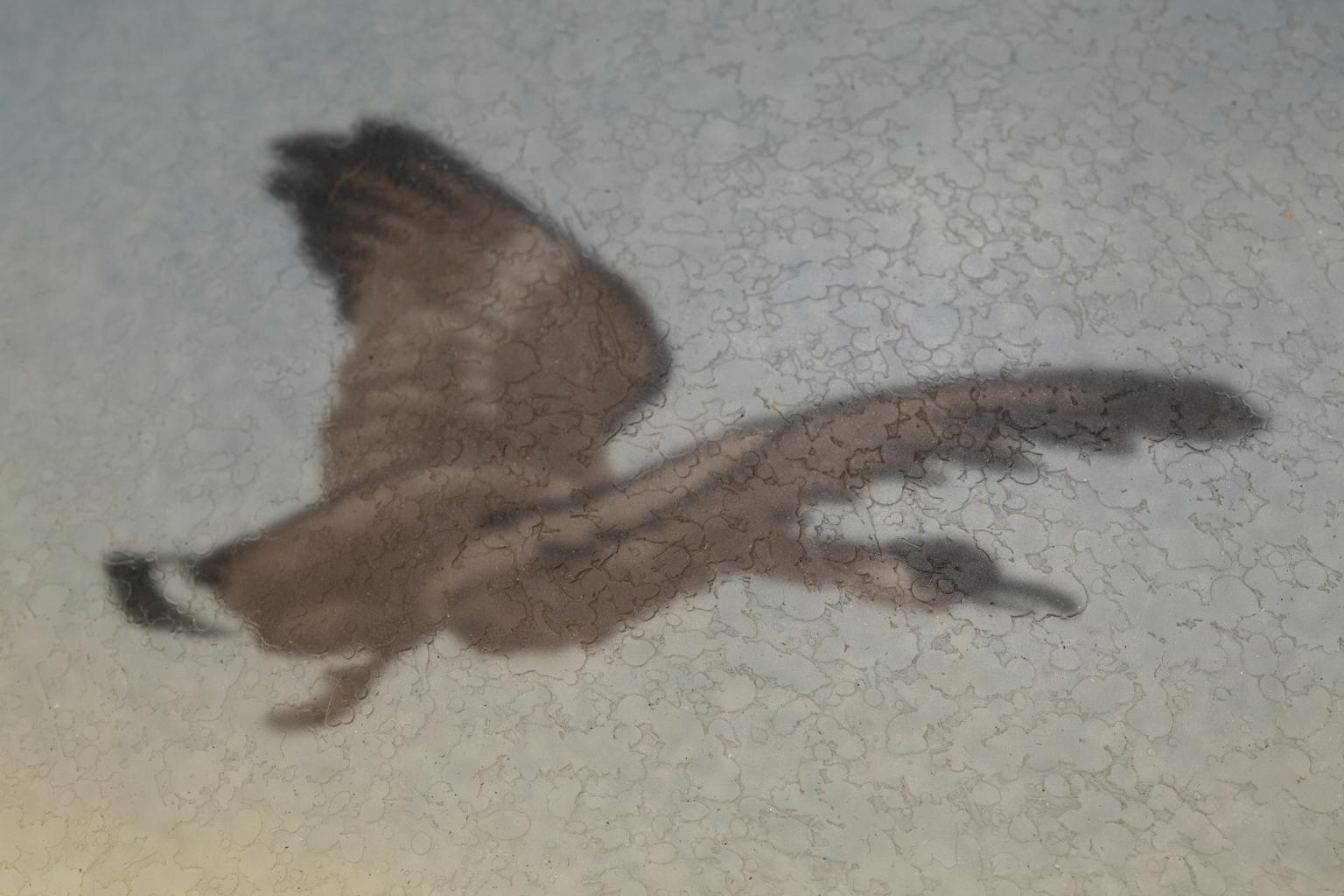 « Lampe en verre Pairpoint » Verre, laiton, oiseaux peints 10