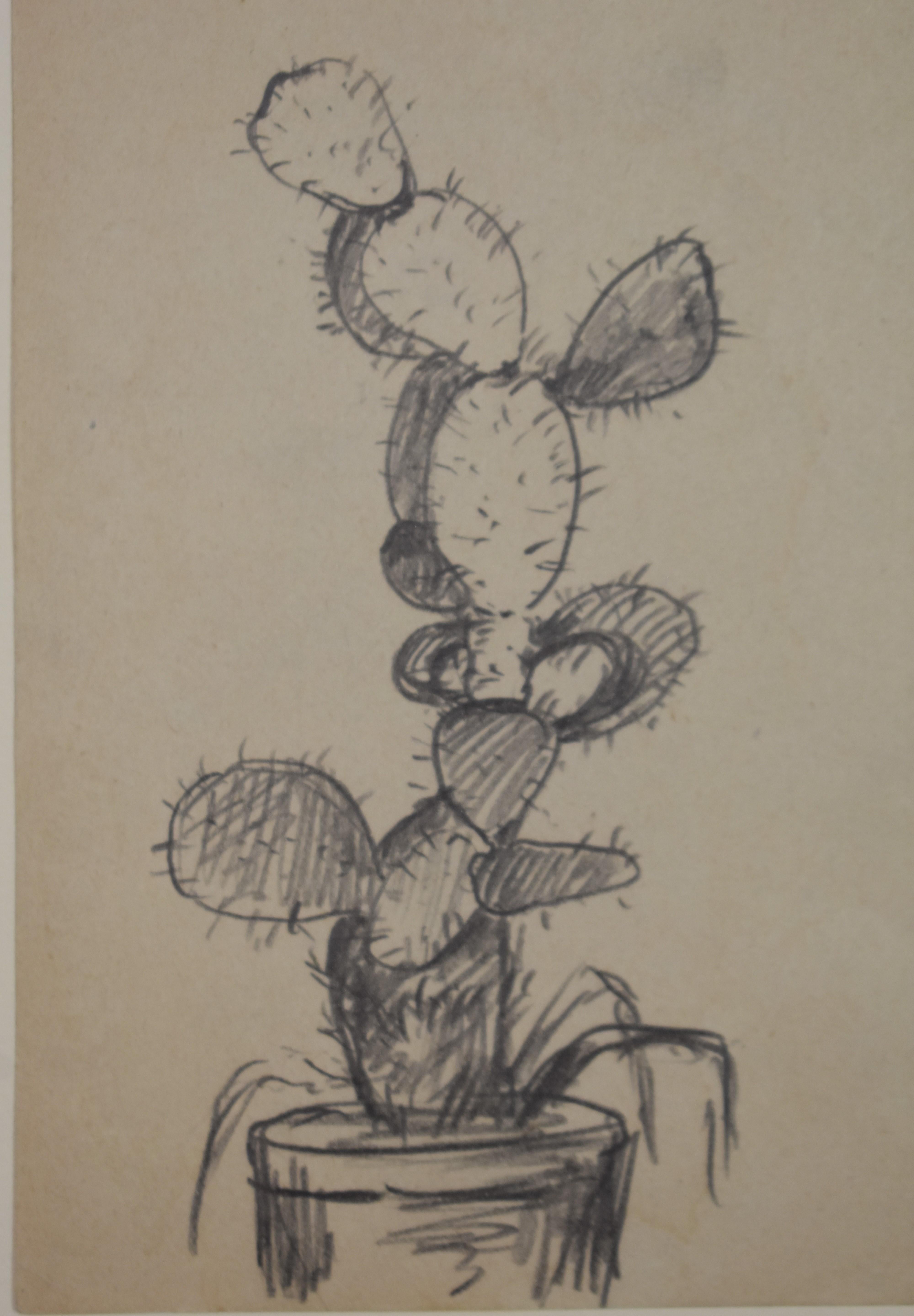 Four Pencil Drawings of Pricklypear Cactus - Art by Albert Lorey Groll