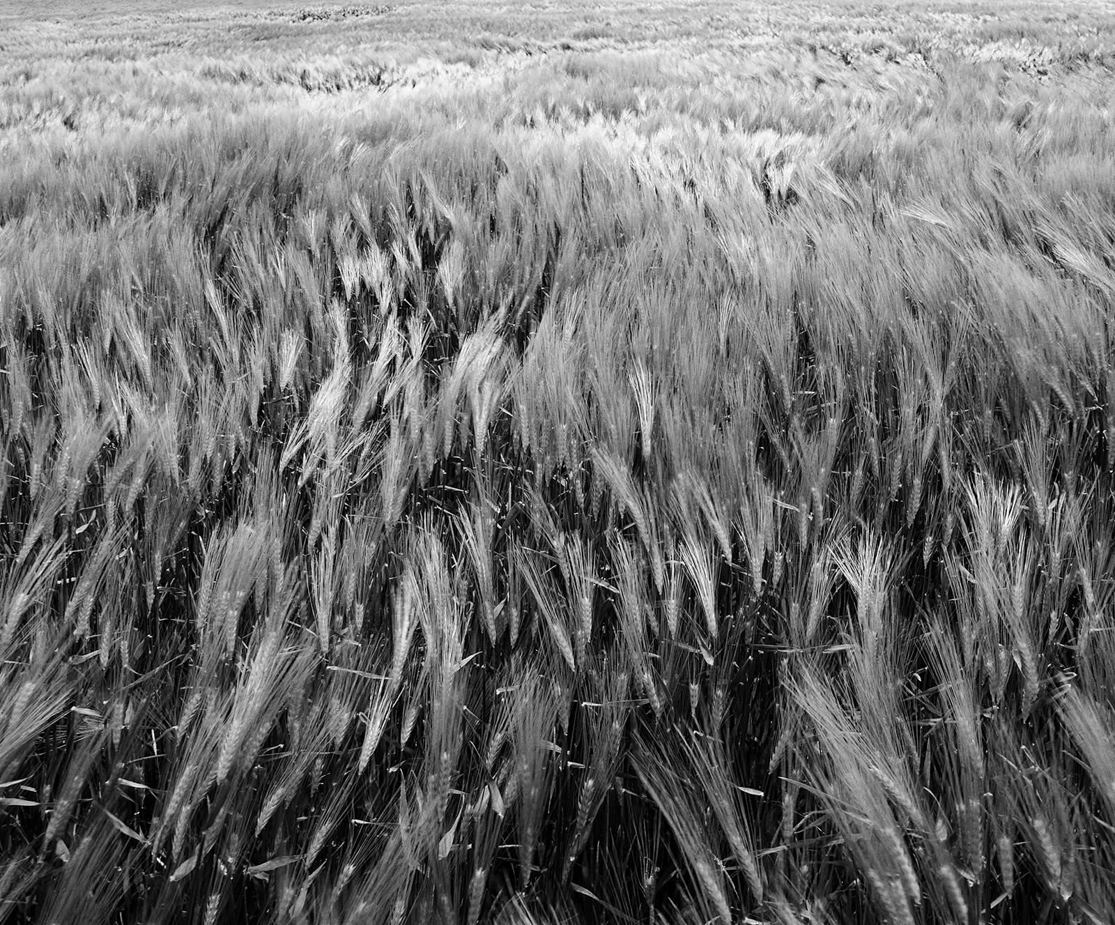 Field - Square black and white photography, Limited edition print, Large scale - Photograph by Sam Thomas