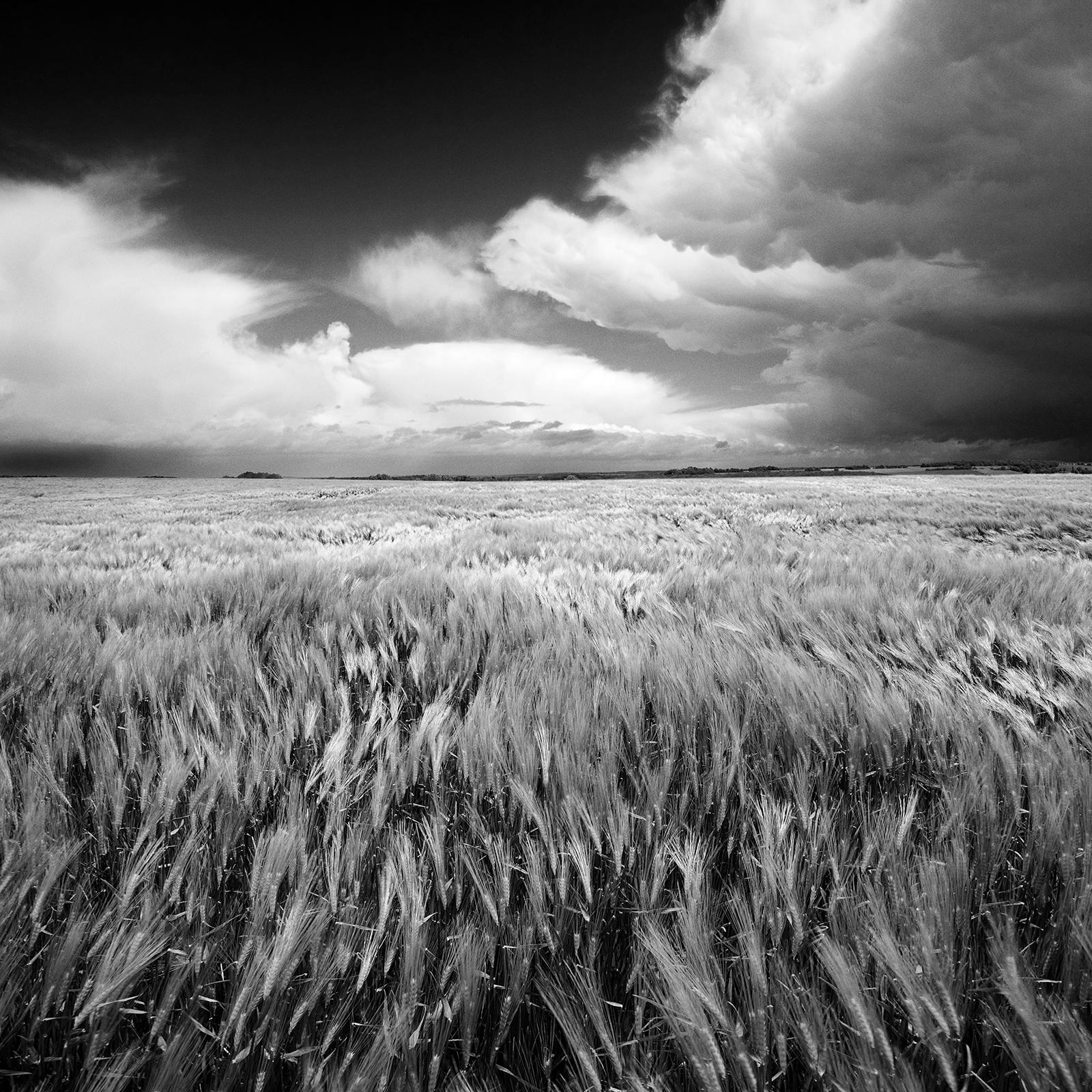 Field - Square black and white photography,Limited edition print, Large scale