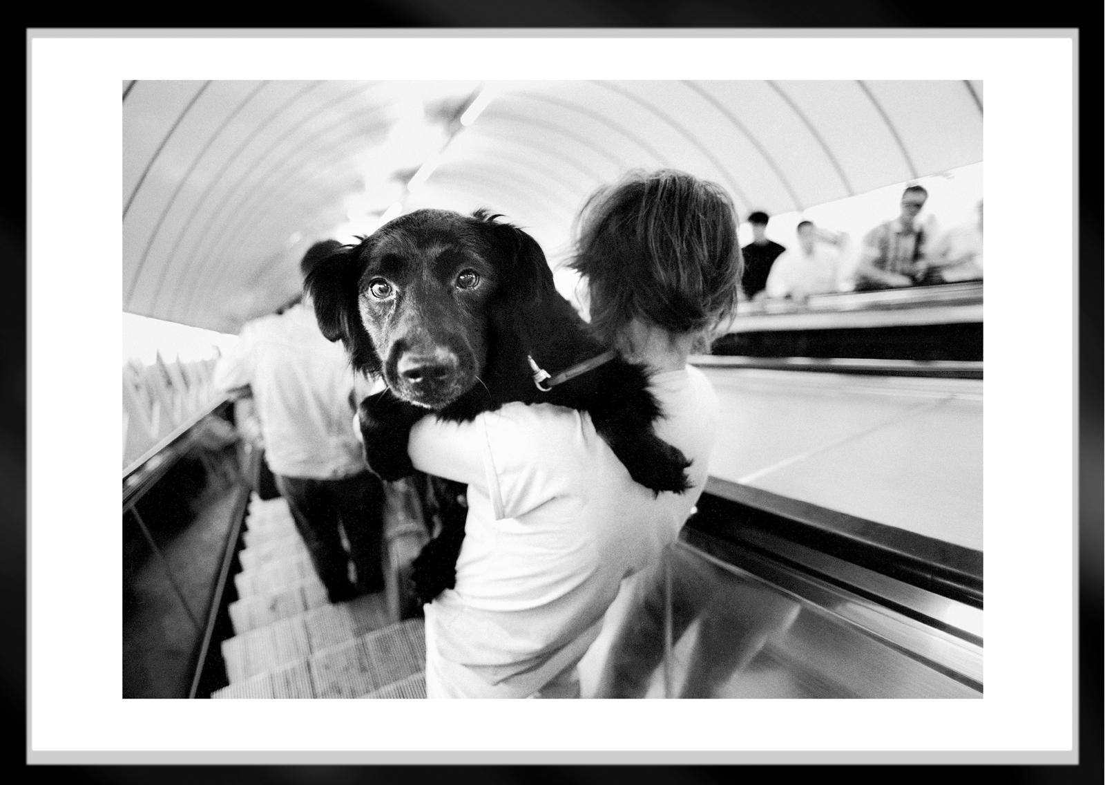 Metro Dog - Signed limited edition animal portrait print, Black white, Friendly - Photograph by Ian Sanderson