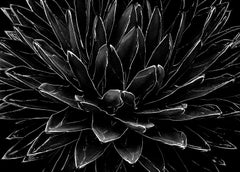 Kaktus-Signierte limitierte Auflage Stillleben, Schwarz, Nature Pflanze Nahaufnahme