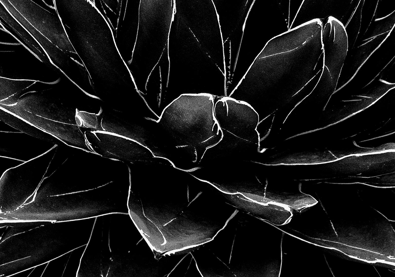Cactus-Signed limited edition still life print, Black, Nature Plant close-up - Photograph by Ian Sanderson