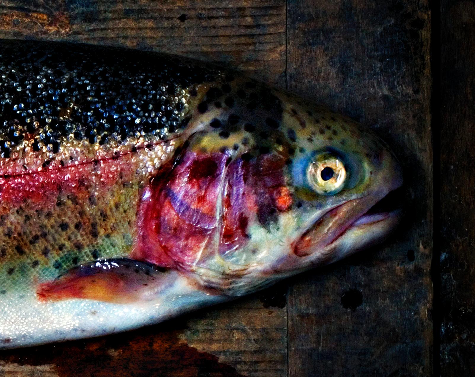 Trout- Signed limited edition still life print, Contemporary, Food fish red blue - Photograph by Ian Sanderson