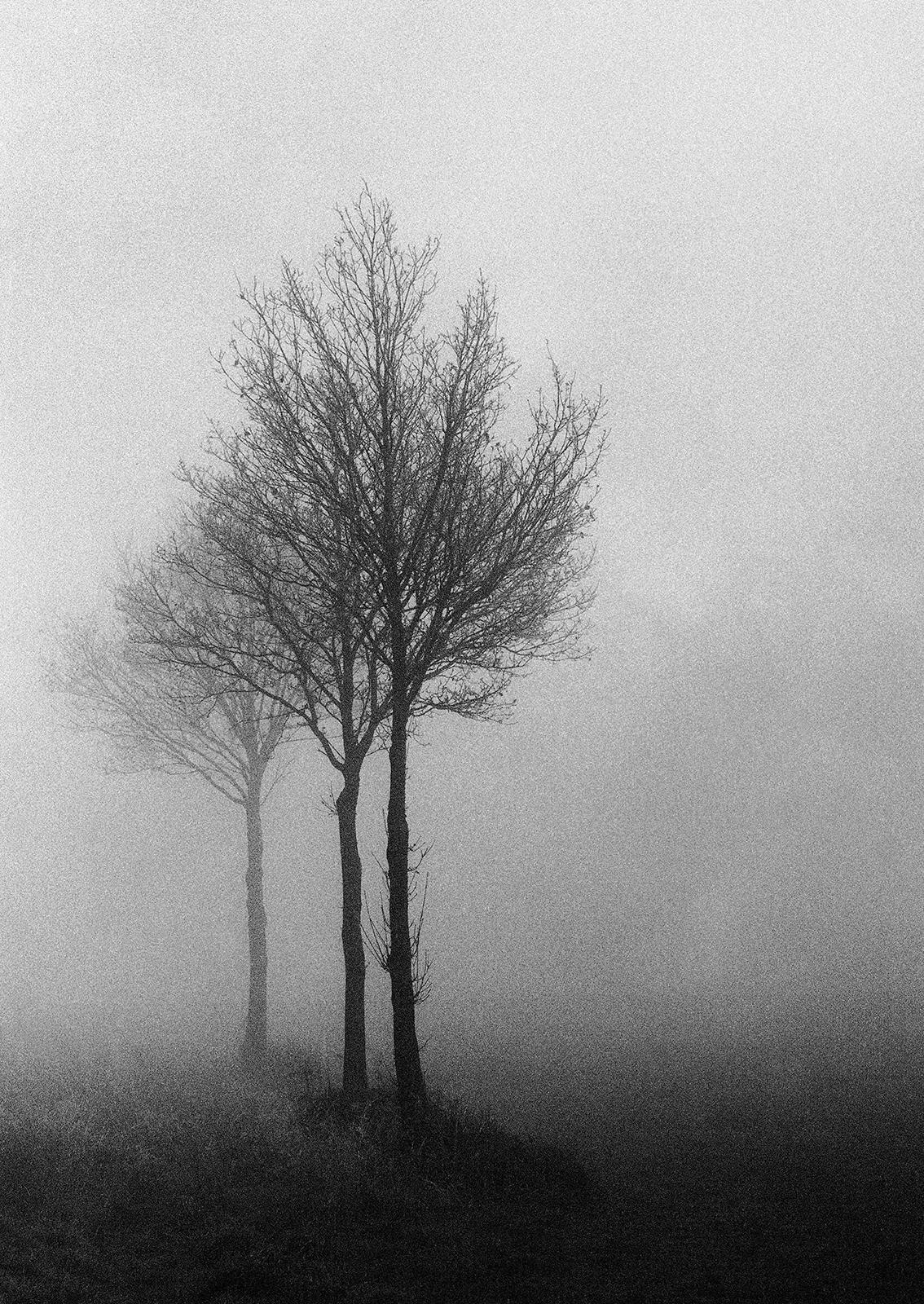 Ian Sanderson Black and White Photograph - 3 Trees-Signed limited edition nature print, Black white photo, Misty tree Field
