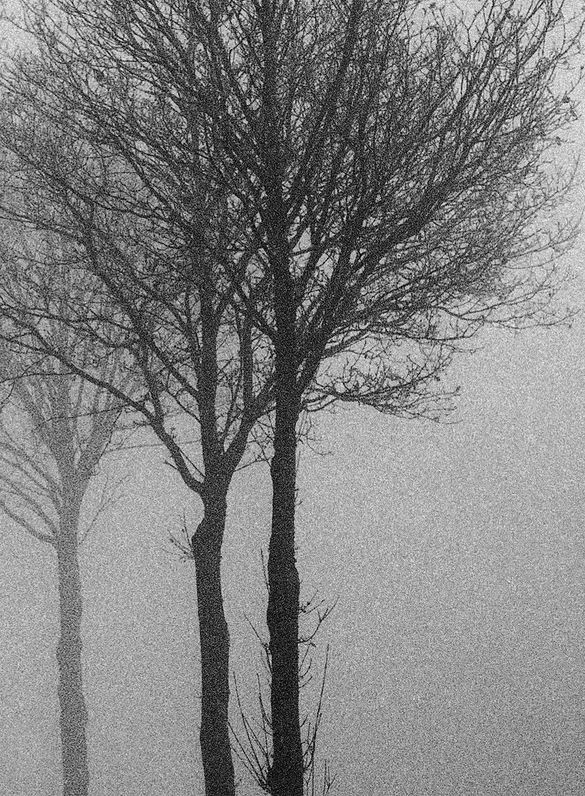 3 Trees-Signed limited edition nature print, Black white photo, Misty tree Field - Photograph by Ian Sanderson