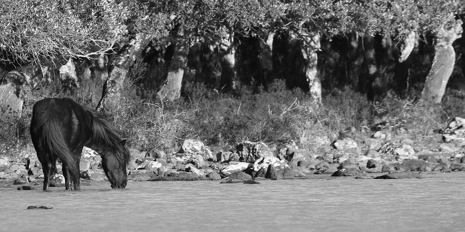 Cavallini- Tirage en édition limitée signé, Photographie en noir et blanc, Cheval sauvage - Gris Black and White Photograph par Laurent Campus