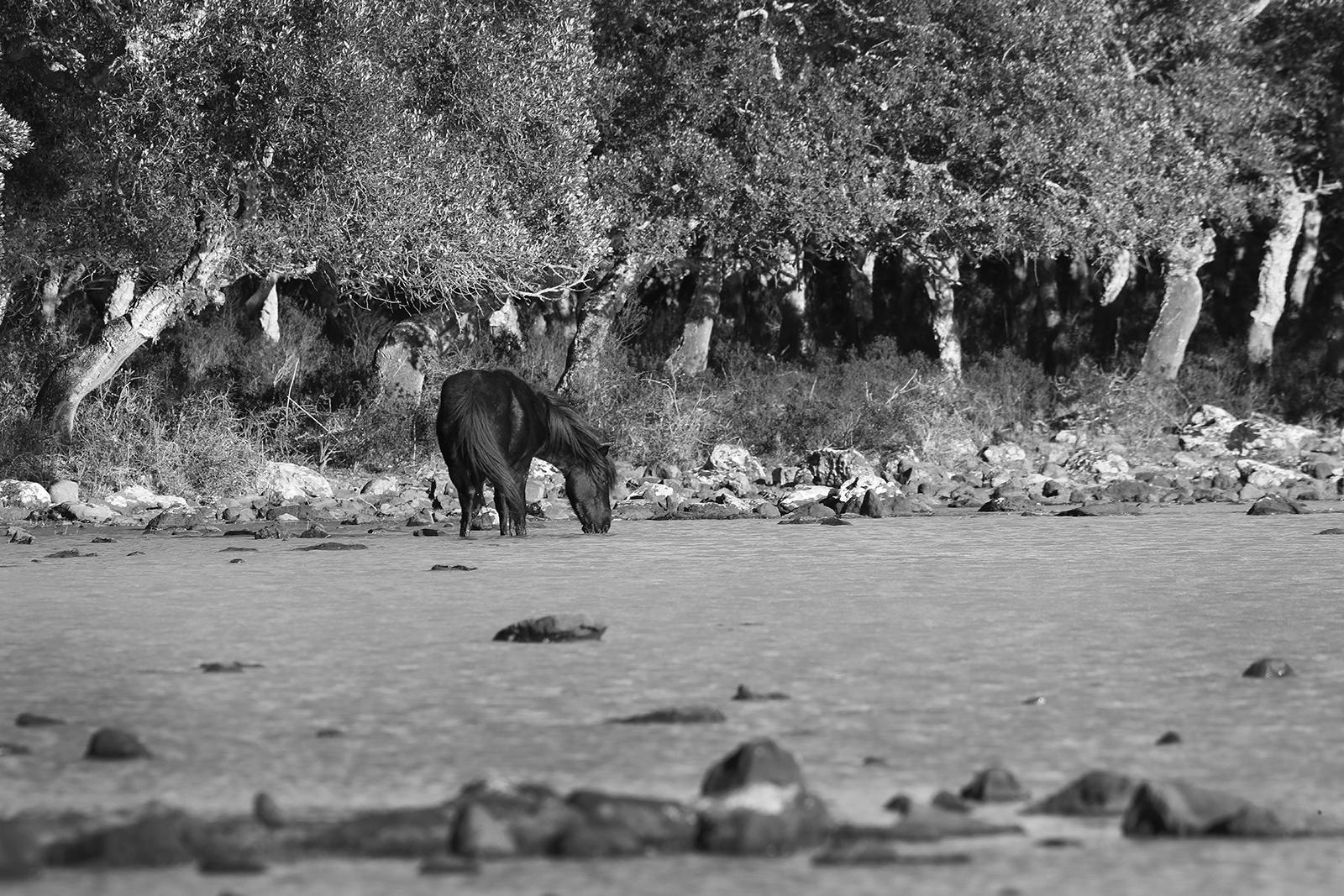 Cavallini – signierter Druck in limitierter Auflage, Schwarz-Weiß-Fotografie, Wildpferd (Grau), Black and White Photograph, von Laurent Campus