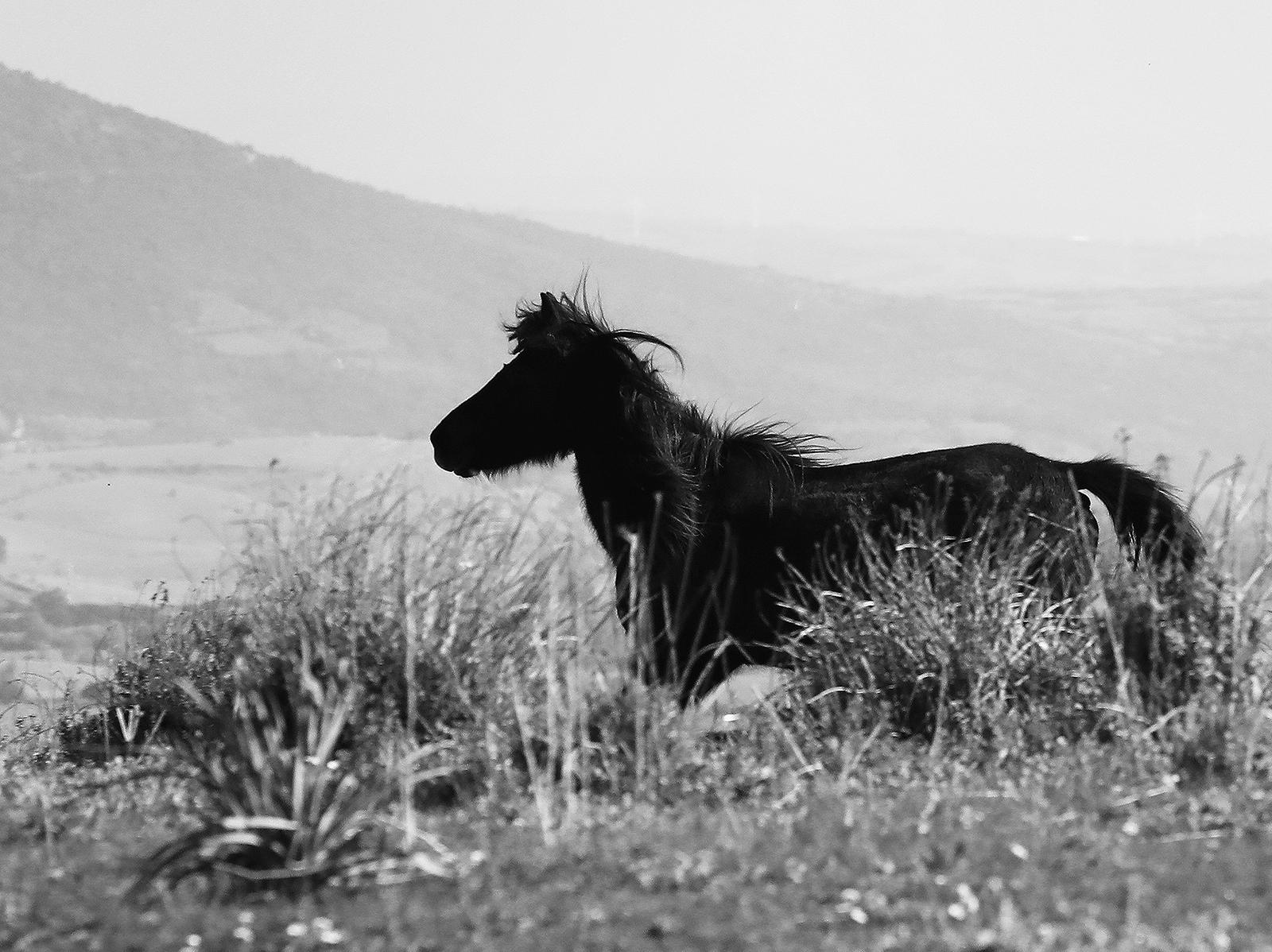 Cavallini 02- Animal signed limited edition black contemporary art print, horse - Photograph by Laurent Campus