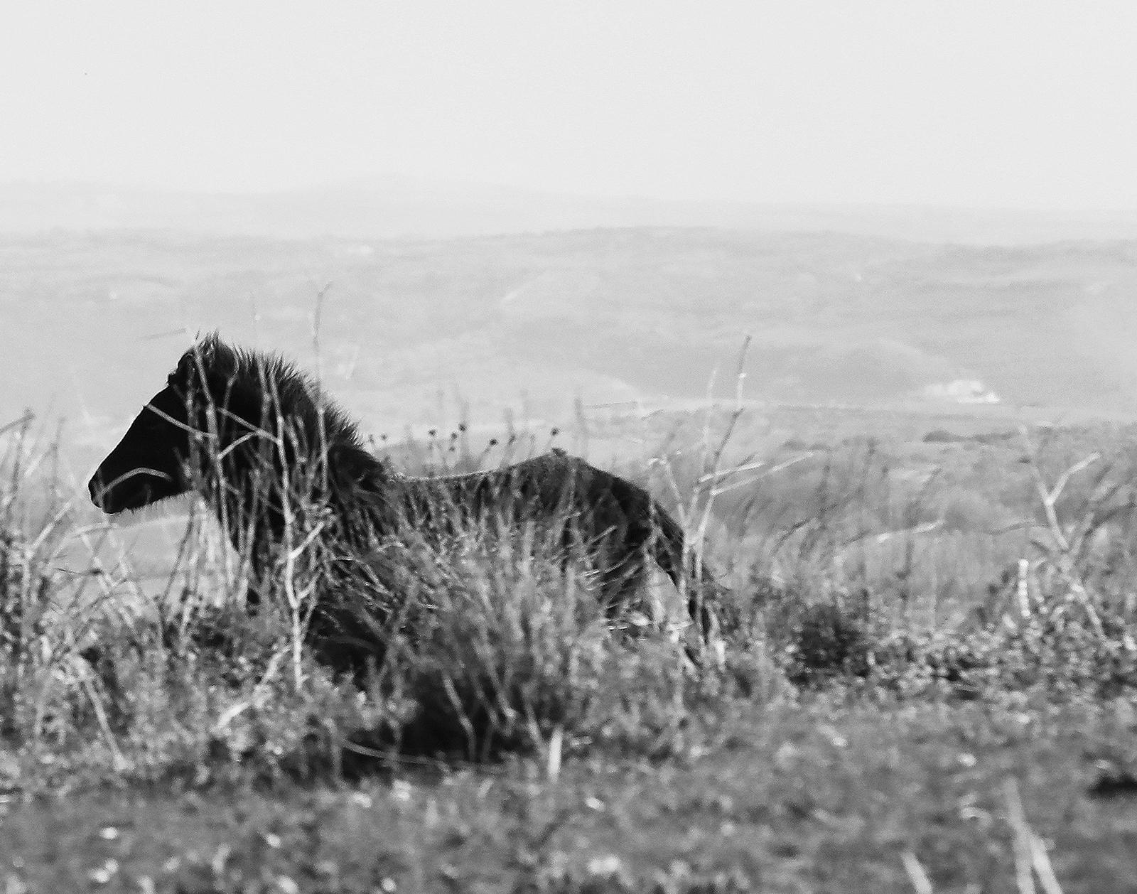 Cavallini 02- Tier signierter schwarzer zeitgenössischer Kunstdruck in limitierter Auflage, Pferd (Grau), Landscape Photograph, von Laurent Campus