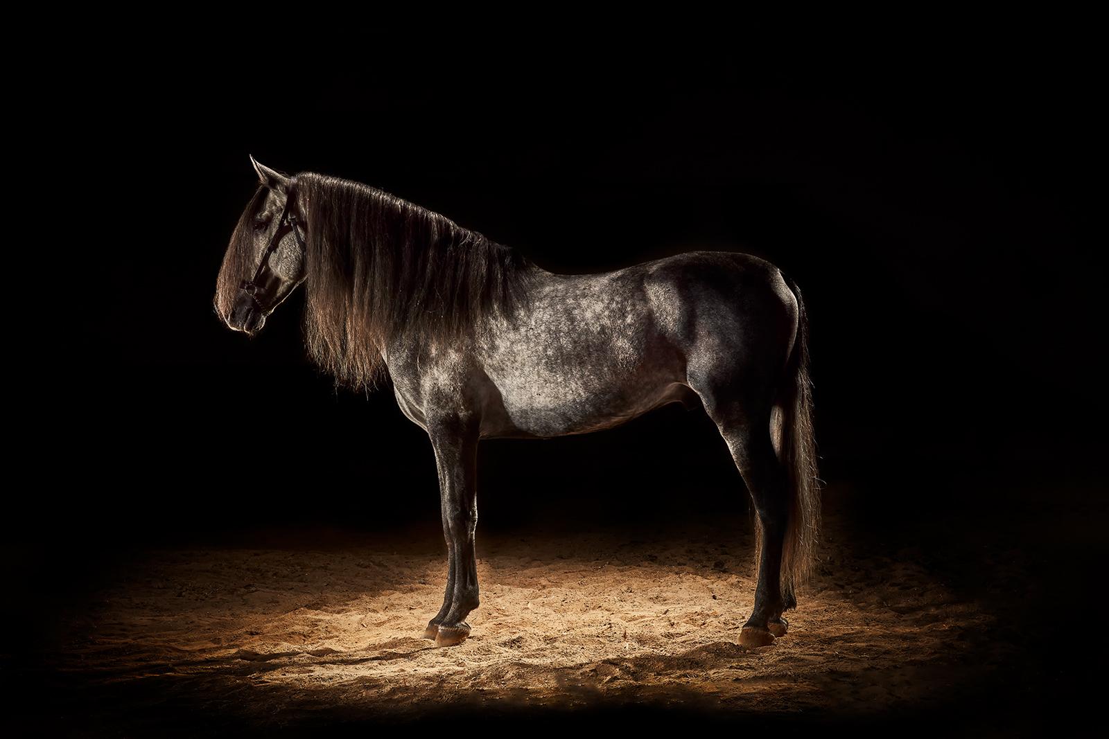 Horse 1 - Impression d'art limitée signée, animal, photo marron, contemporaine
