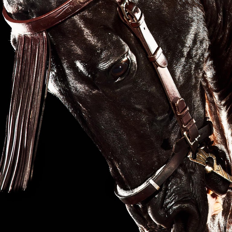 Peter Ridge Peter Ridge - Horse 3 - Signed limited edition horse pigment print ...