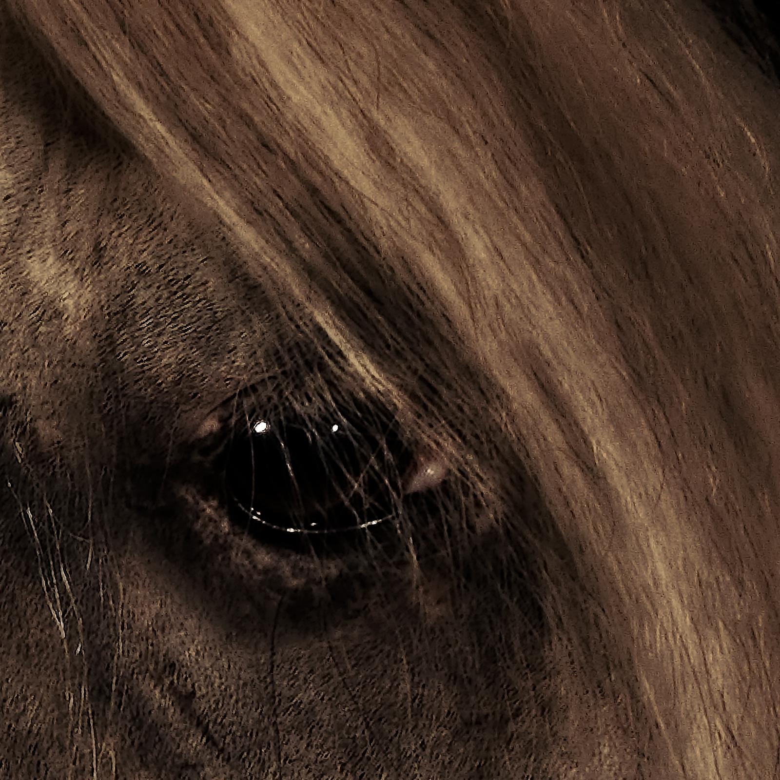 Horse 7 – signierter Tier-Kunstdruck in limitierter Auflage, quadratischer brauner, dunkler Farbe – Photograph von Peter Ridge