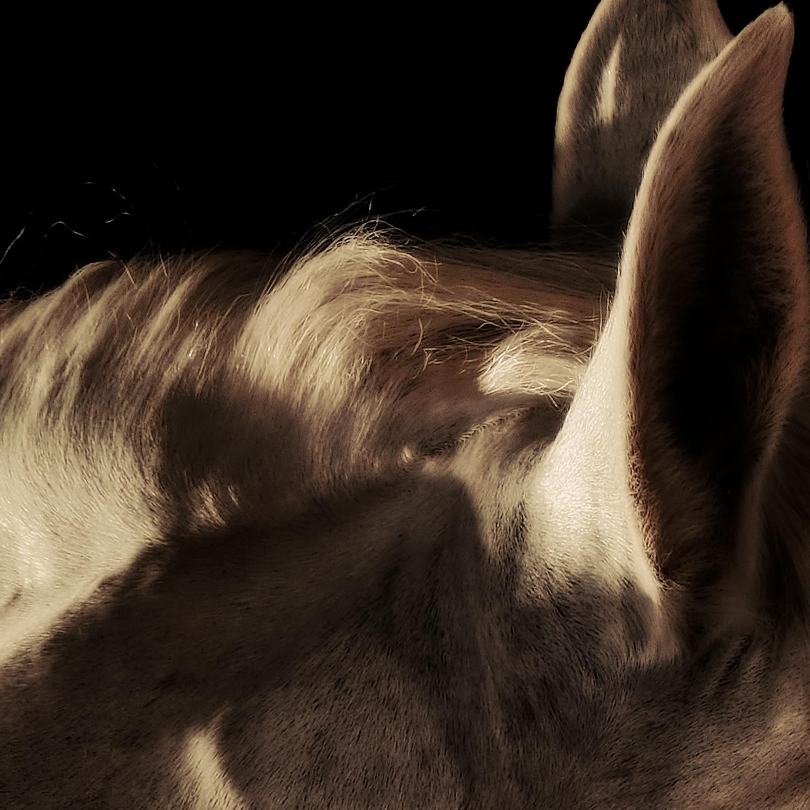 Horse 7 – signierter Tier-Kunstdruck in limitierter Auflage, quadratischer brauner, dunkler Farbe (Zeitgenössisch), Photograph, von Peter Ridge