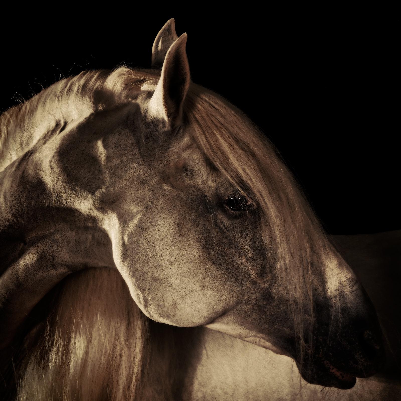 Horse 7 – signierter Tier-Kunstdruck in limitierter Auflage, quadratischer brauner, dunkler Farbe (Schwarz), Still-Life Photograph, von Peter Ridge