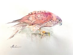 Kestrel, Watercolor Handmade Painting