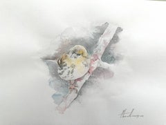 Warbler, oiseau, aquarelle, peinture faite à la main, unique en son genre