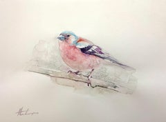 Chaffinch, oiseau, aquarelle, peinture faite à la main, unique en son genre