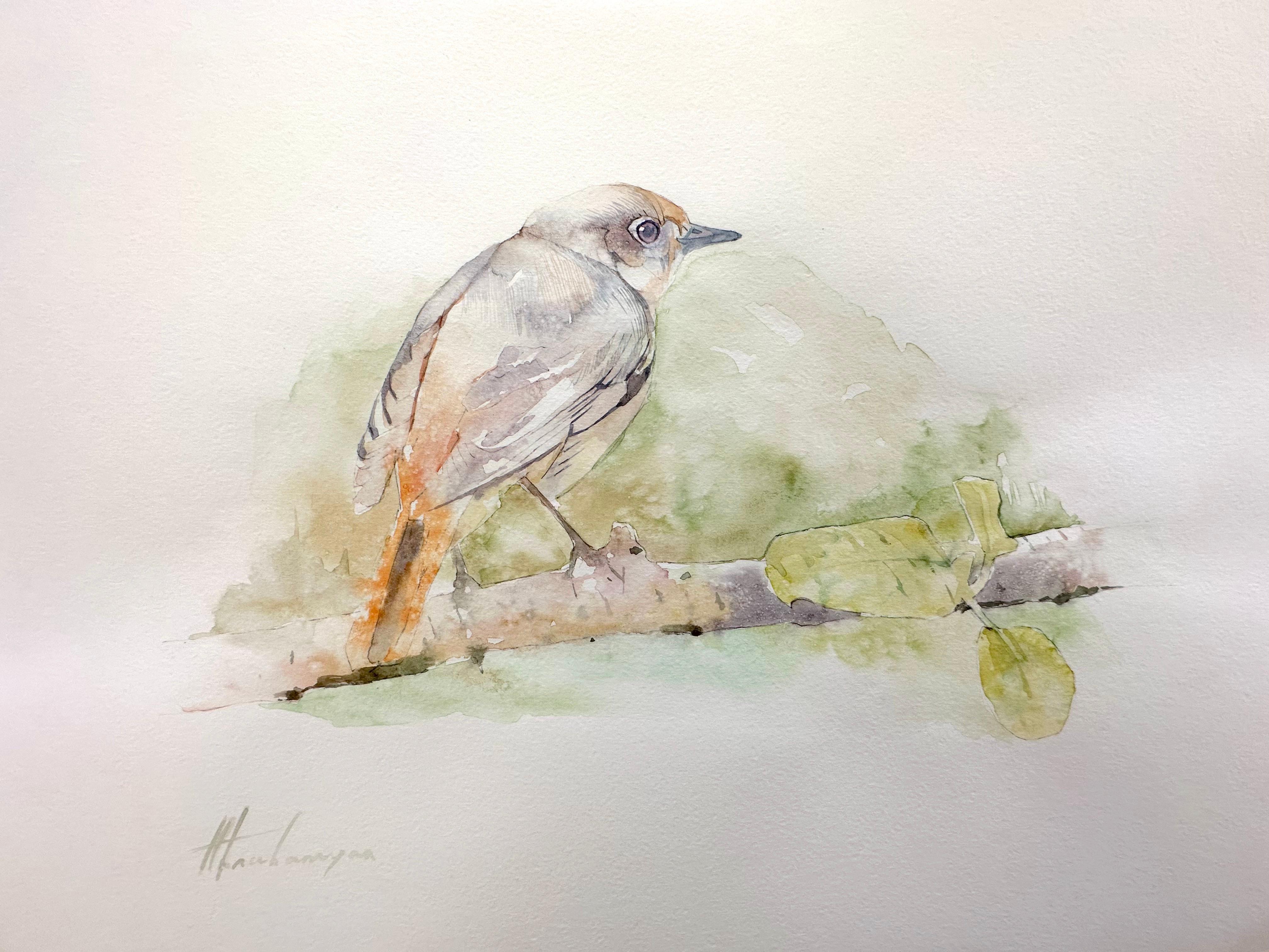 Common Redstart, Vogel, Aquarell, handgefertigtes Gemälde, Unikat