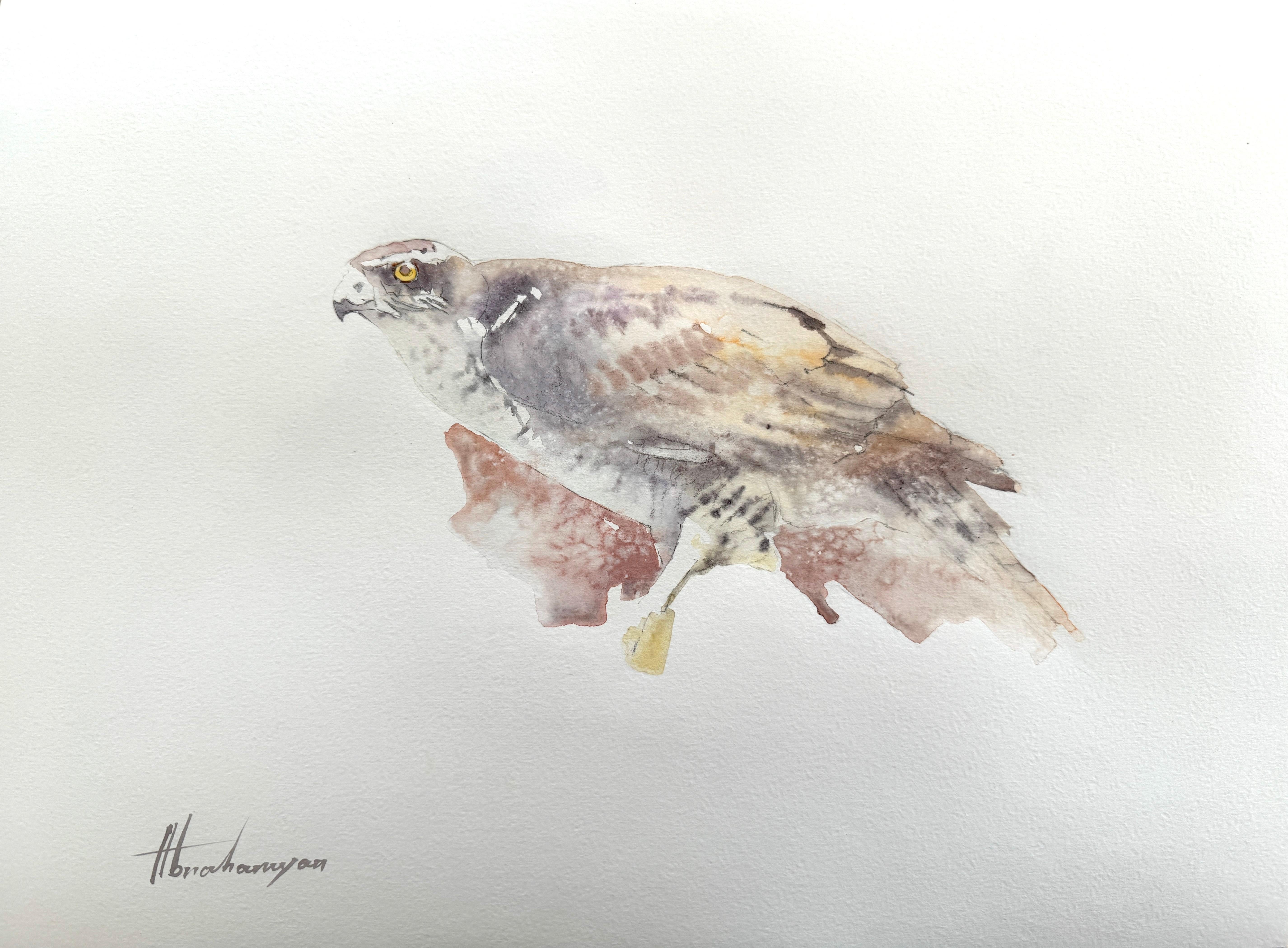 Artyom Abrahamyan Animal Art - Hawk, Bird, Watercolor Handmade Painting, One of a Kind