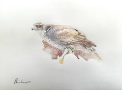 Hawk, Vogel, Aquarell, handgefertigtes Gemälde, einzigartig, Unikat