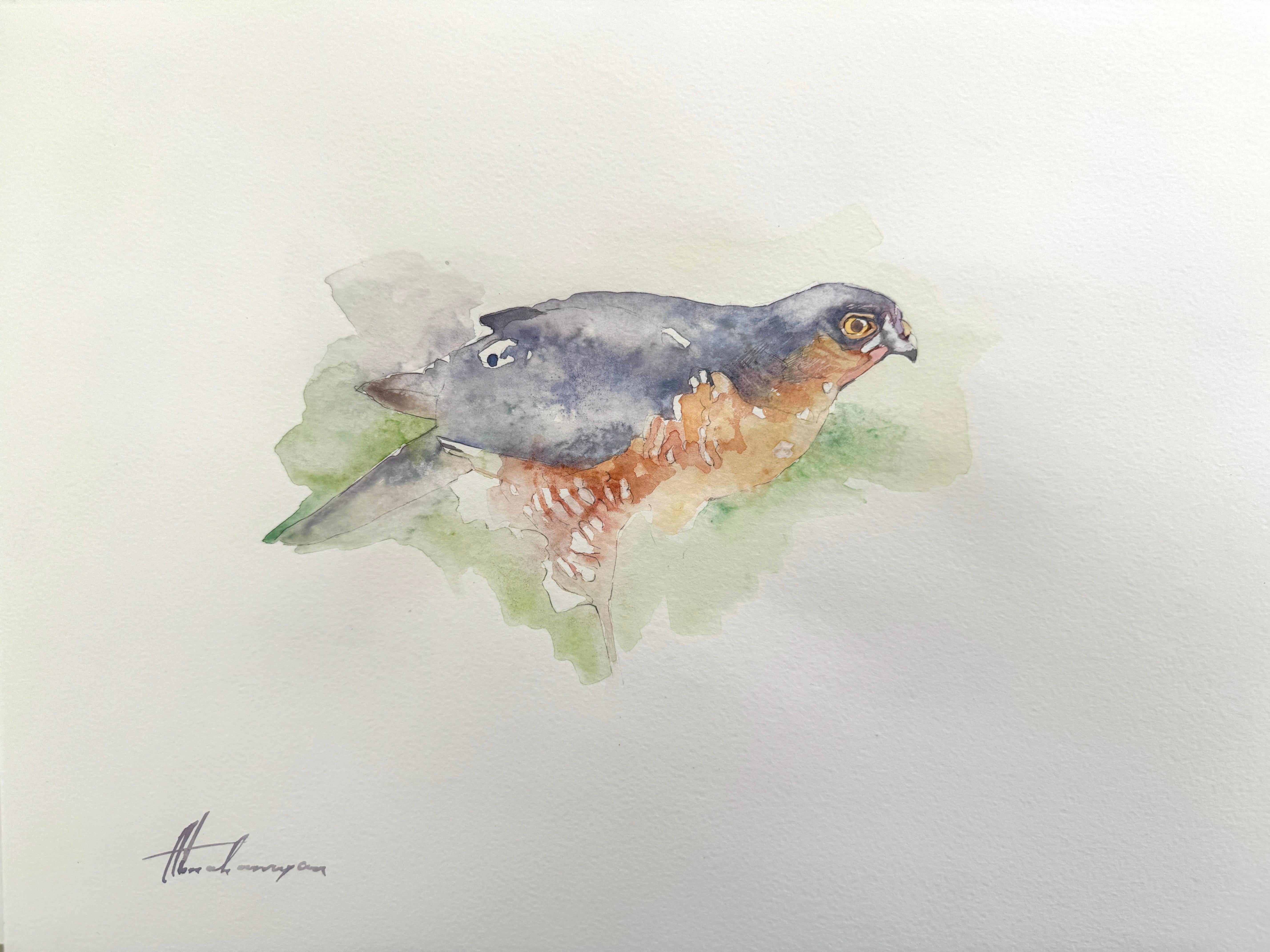 Artyom Abrahamyan Animal Art - Sparrow-hawk, Bird, Watercolor on Paper, Handmade Painting, One of a Kind