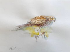 Oiseau Sparrow-Hawk Aquarelle sur papier Peinture faite à la main, unique en son genre
